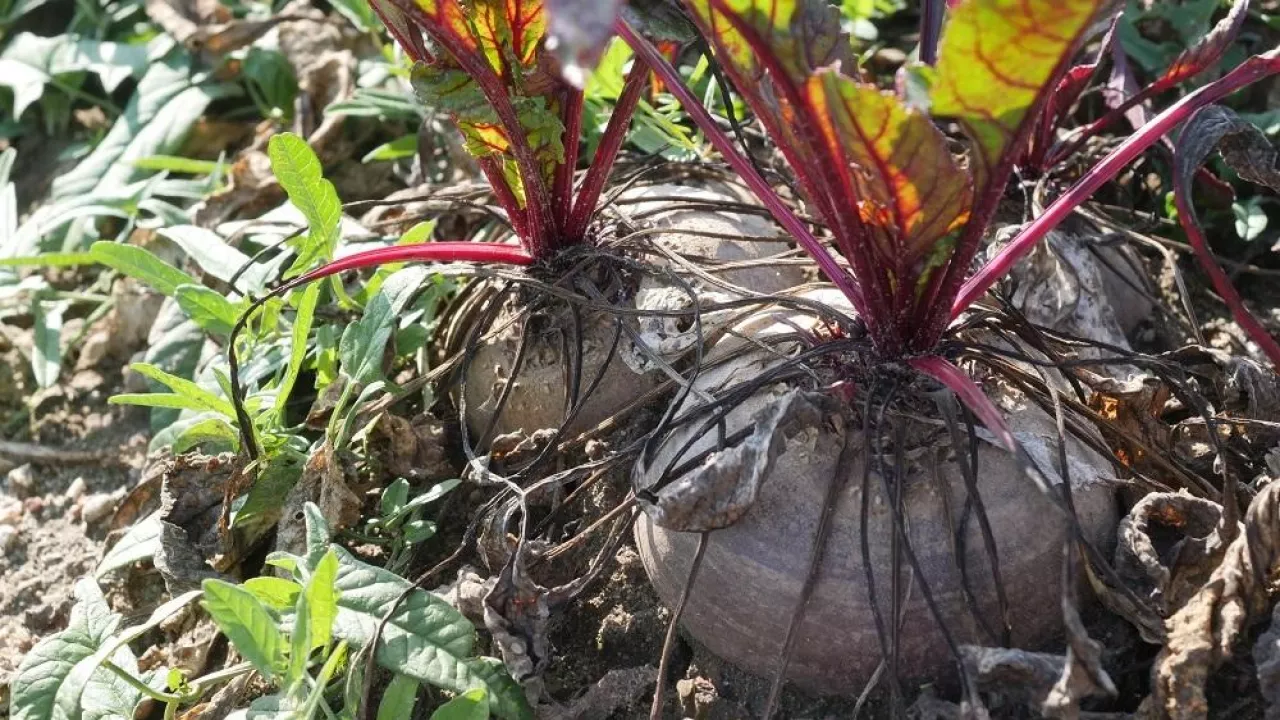 Burak ćwikłowy odmiany PNOS