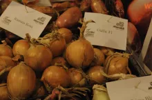 Maraldi odmiany cebuli