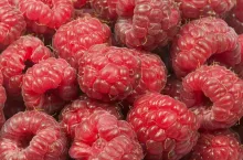 maliny na przetwórstwo - podsumowanie sezonu