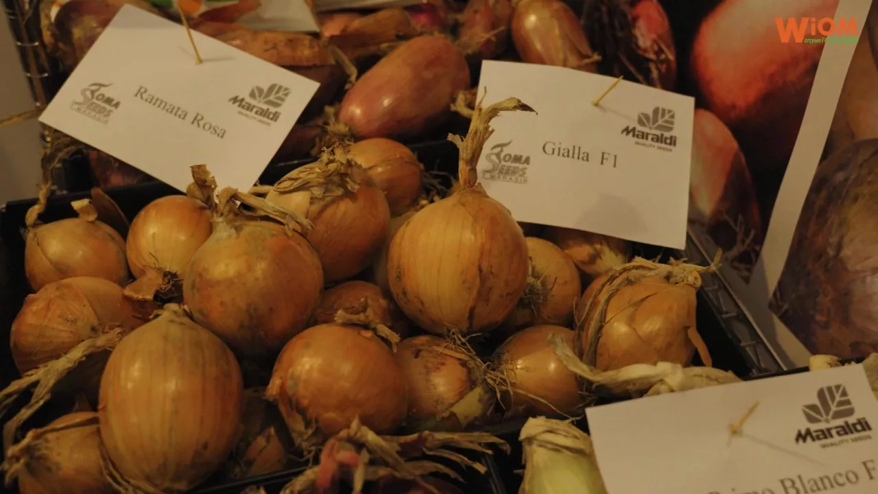 Maraldi odmiany cebuli