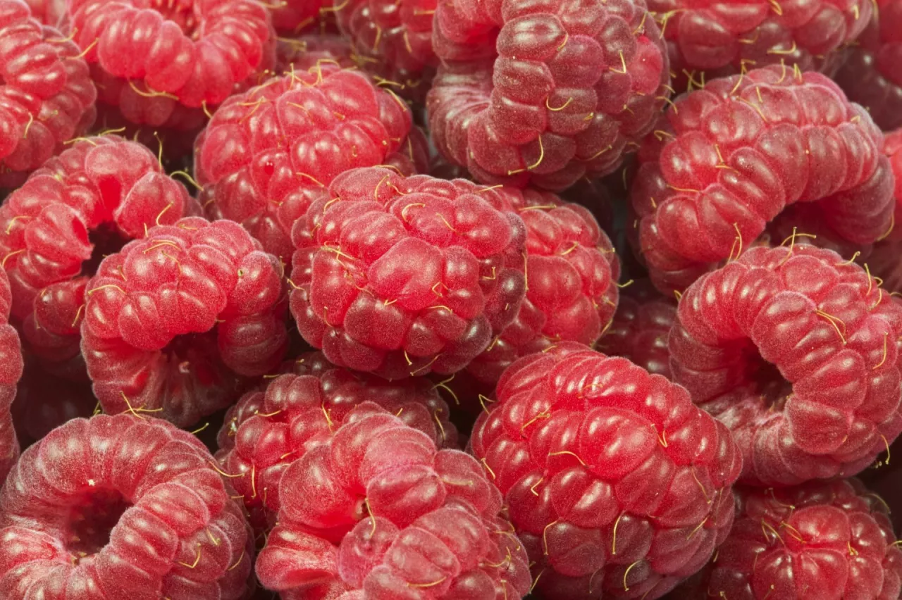 maliny na przetwórstwo - podsumowanie sezonu