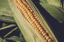 Jak chronić zbiory warzyw zimą?