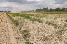 Cebula zaschła, a sitowiec zielony ma się dobrze.