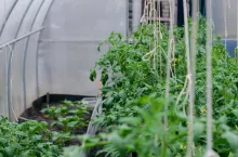 podatek od upraw specjalnych