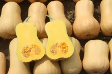 Dynia piżmowa Frisco.