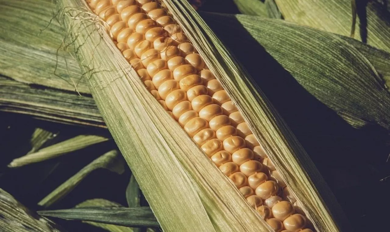 Jak chronić zbiory warzyw zimą?