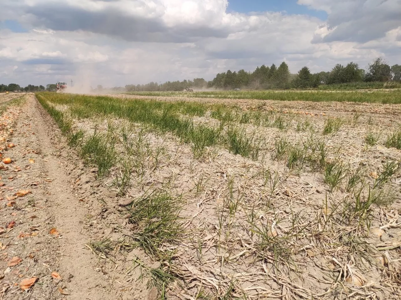 Cebula zaschła, a sitowiec zielony ma się dobrze.