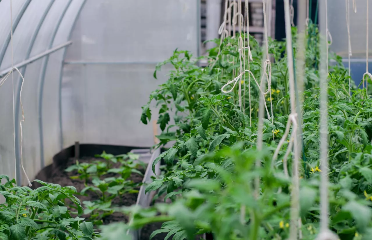 podatek od upraw specjalnych