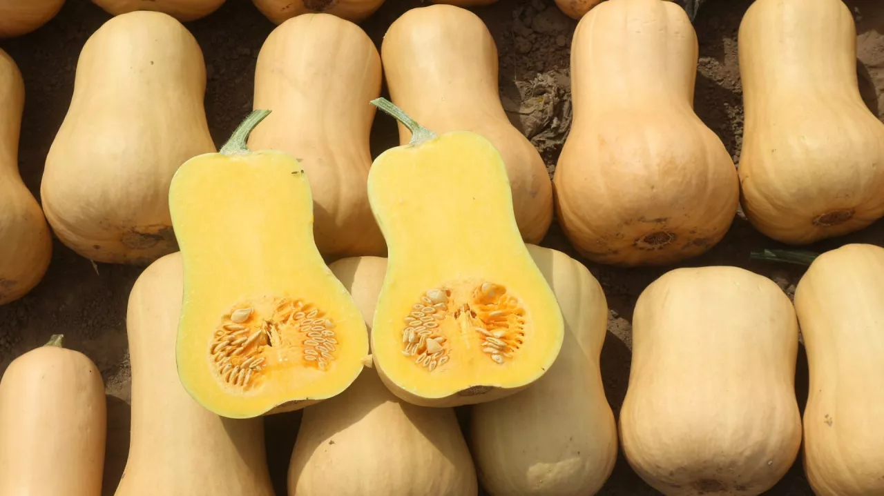 Dynia piżmowa Frisco.