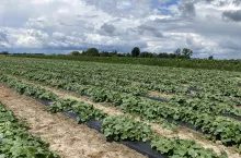 Plantacja już po odchwaszczeniu, zdjęcie z 11 lipca. Pierwszy zbiór miał miejsce 12 lipca.