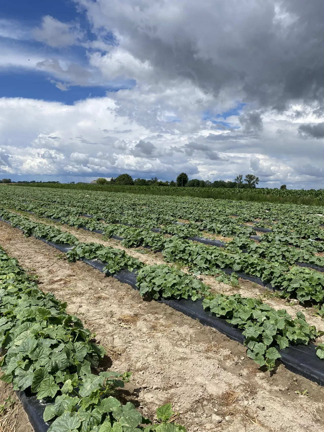 Plantacja już po odchwaszczeniu, zdjęcie z 11 lipca. Pierwszy zbiór miał miejsce 12 lipca.