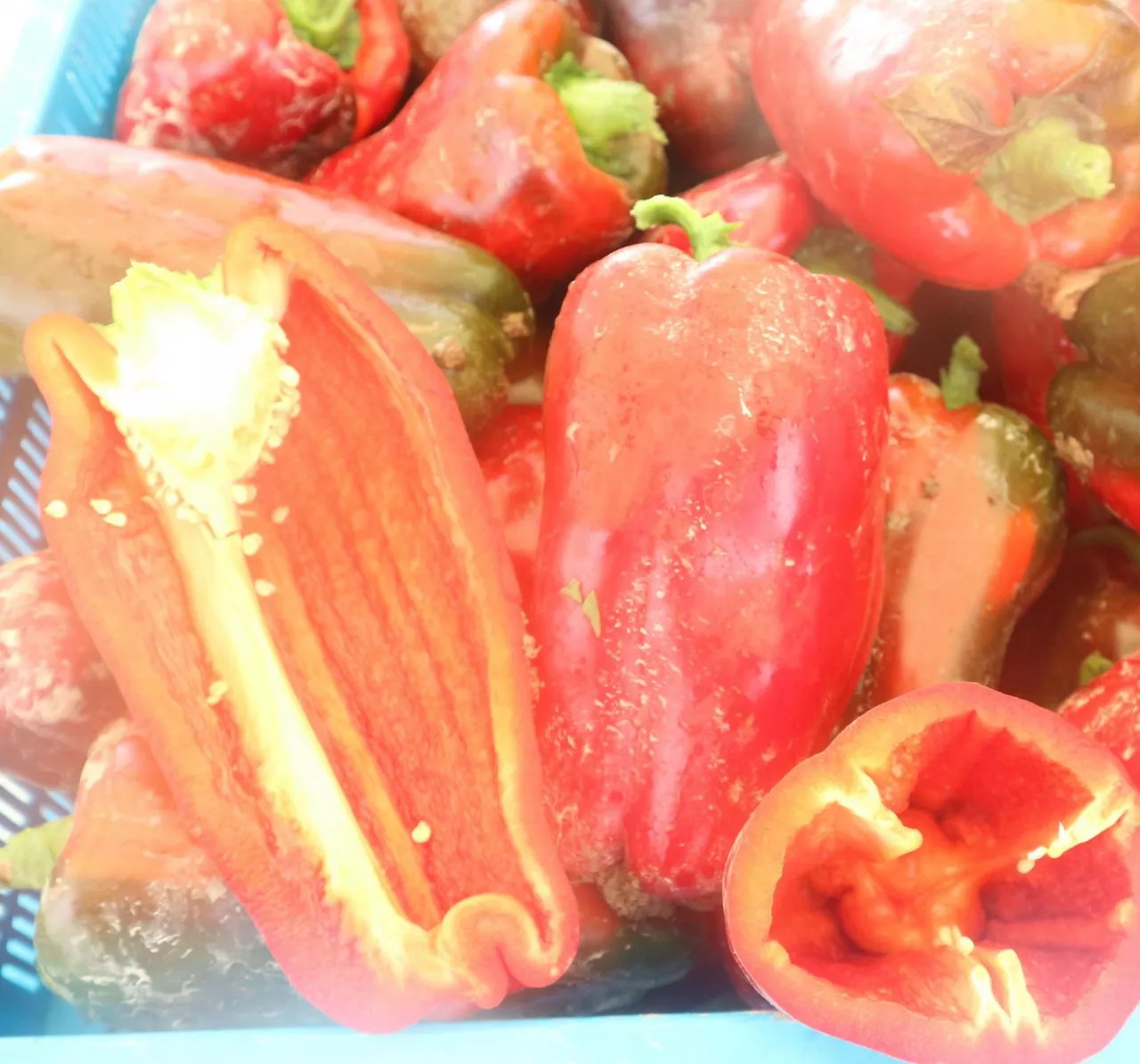 Jeszcze testowana propozycja papryki typu longer blocky.