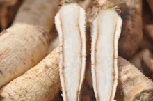 Korzeń pietruszki uszkodzony przez mróz podczas zimowania w gruncie.