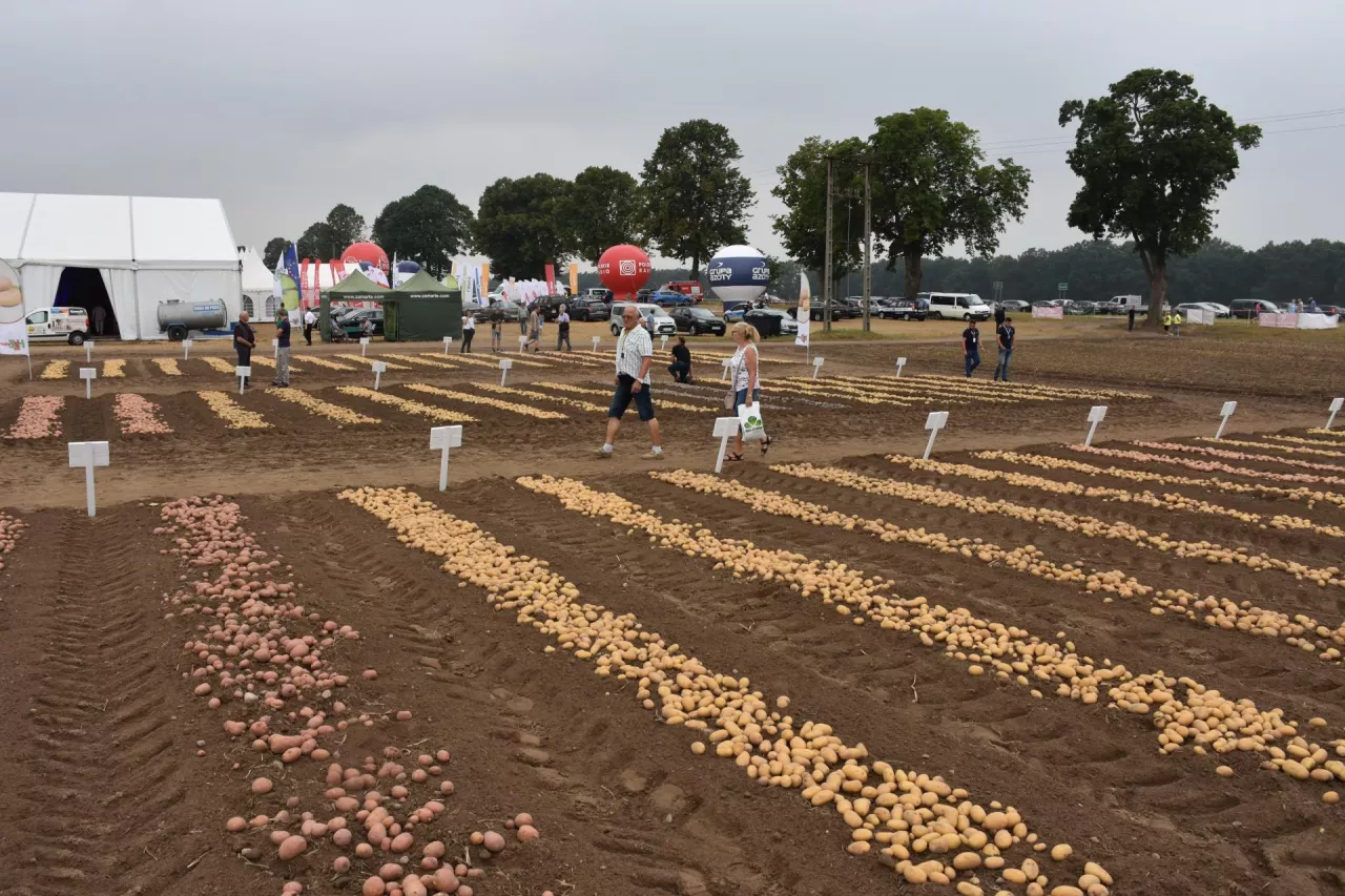 Zamarte – tegoroczna ziemniaczana stolica Polski.
