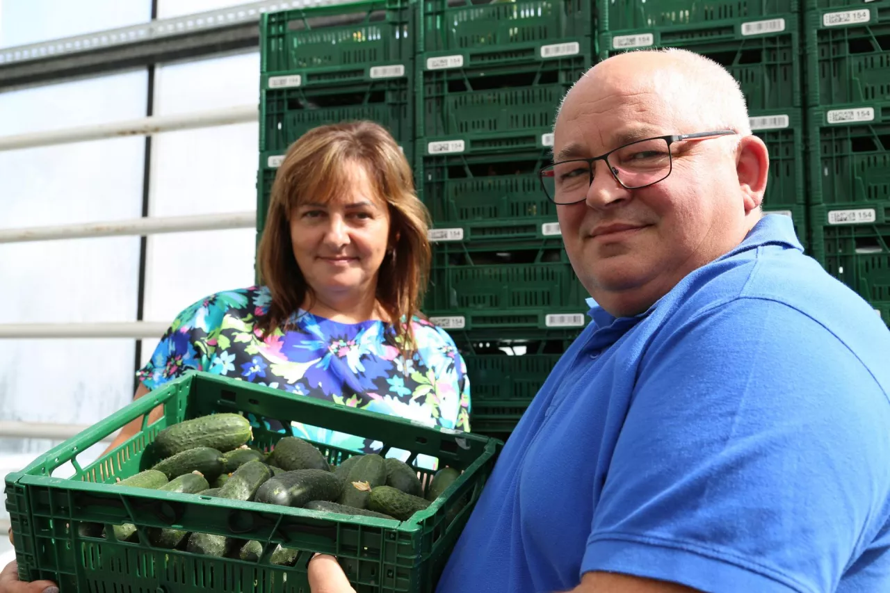 Gospodarstwo Grażyny i Hieronima Gryczyńskich specjalizuje się w produkcji ogórka szklarniowego.