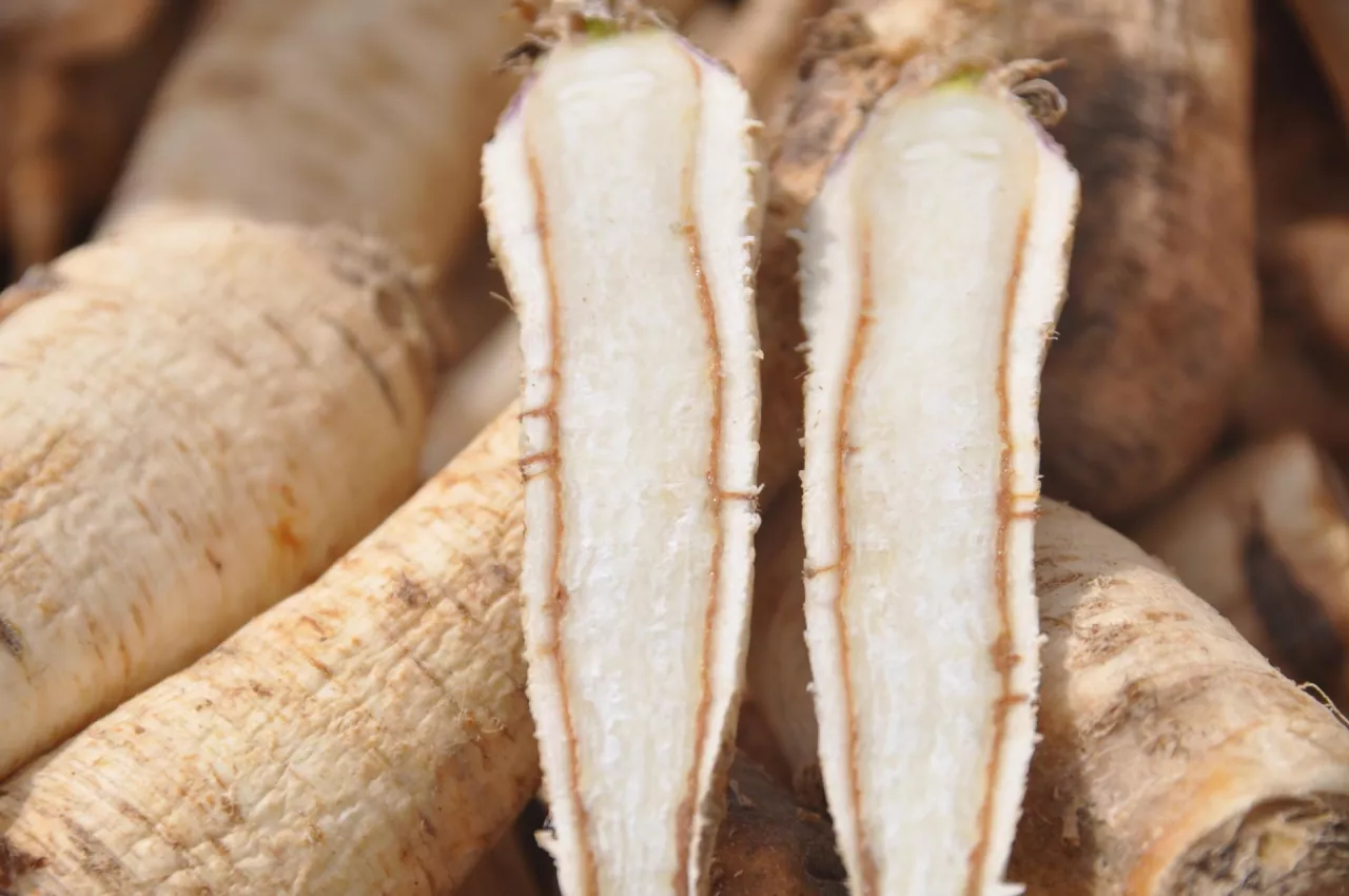 Korzeń pietruszki uszkodzony przez mróz podczas zimowania w gruncie.