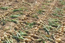 Plon z dużą liczbą grubych szyjek świadczy o przenawożeniu azotem.