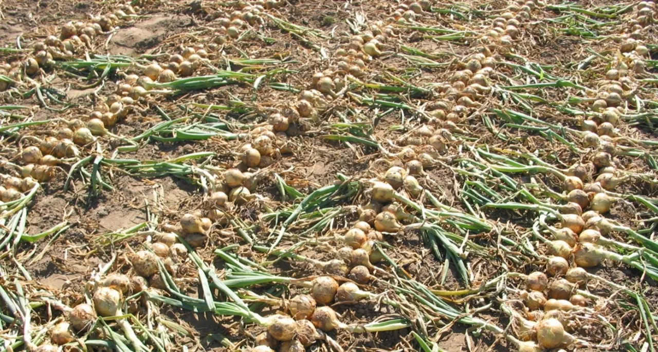 Plon z dużą liczbą grubych szyjek świadczy o przenawożeniu azotem.