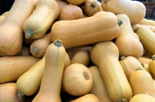 Uprawa dyni piżmowej