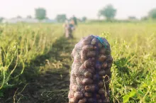 Stawki ubezpieczeń rolnych na rok 2023, ziemniaki, warzywa polowe