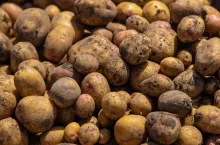 Zbiory ziemniaków, ceny ziemniaków, rynek ziemniaków