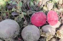 Burak ćwikłowy, okrągły