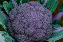 Sakata Seed Iberica Facebook Brokuł Purple Magic