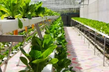 Nowoczesne uprawy wertykalne na terenach po byłej kopalni