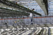 Doradca z firmy Delphy podczas pracy.