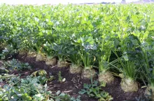 Rozsada była wysadzana w pole 17 maja w zagęszczeniu 65 tys. sztuk/ha. Podczas sadzenia doglebowo dozowany był preparat Belem 0,8 MG. Do ochrony fungicydowej zastosowano: Amistar 250 SC, Scorpion 325 SC i Kier 450 SC. Plantacja była nawadniana czterokrotnie za pomocą deszczowni szpulowej.