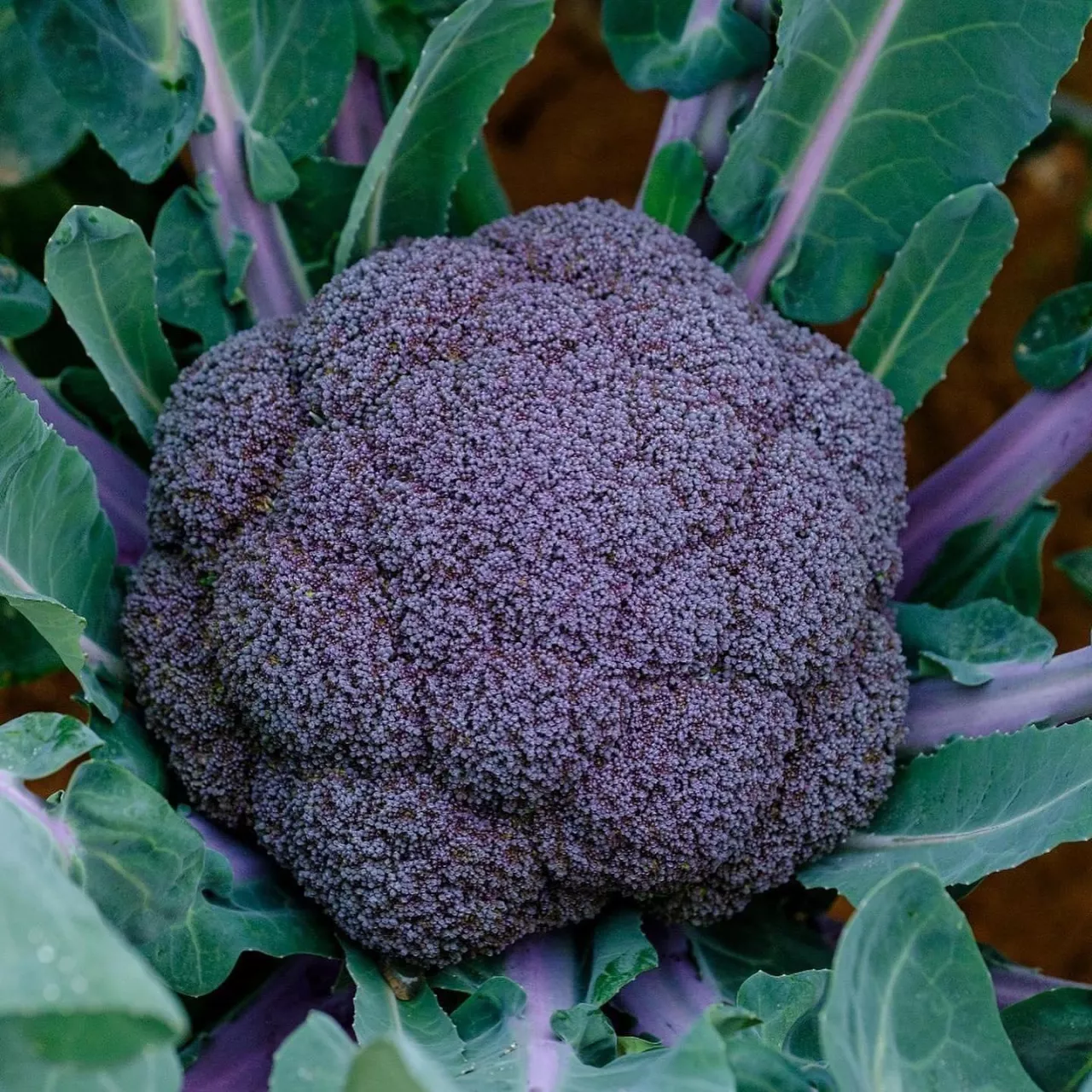 Sakata Seed Iberica Facebook Brokuł Purple Magic