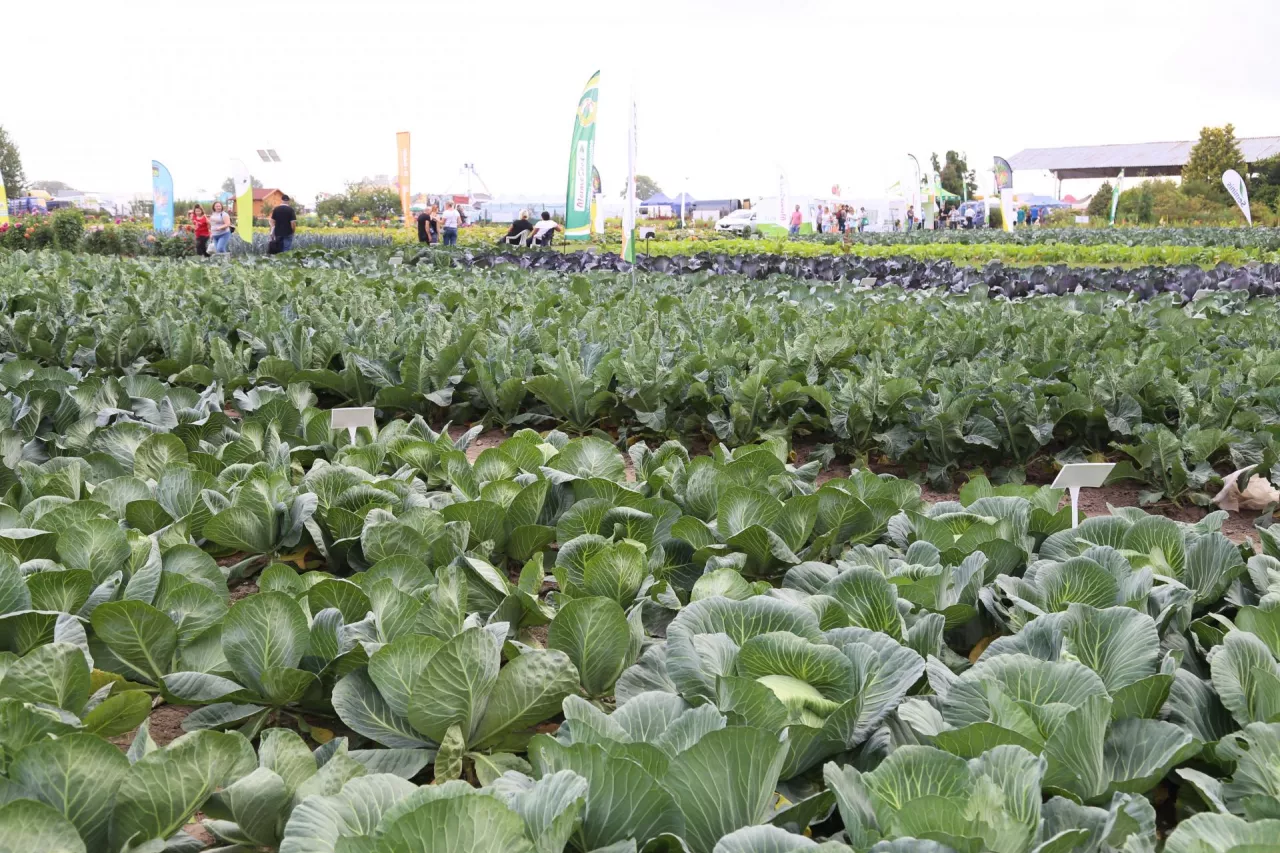 Poletka odmianowe w Barzkowicach w 2021 r.