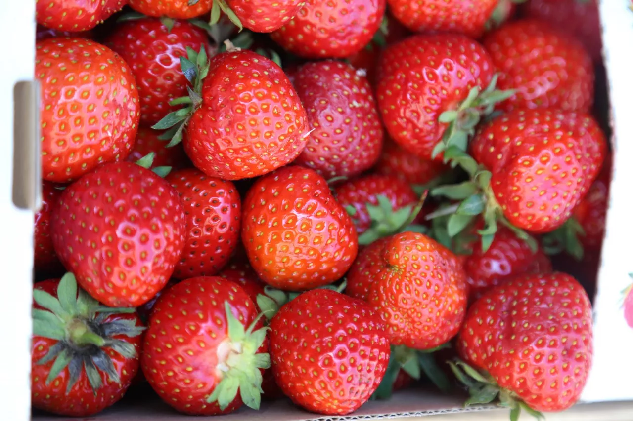 bez podpisu - jako tło - jak z winoroślą miesiąc temu