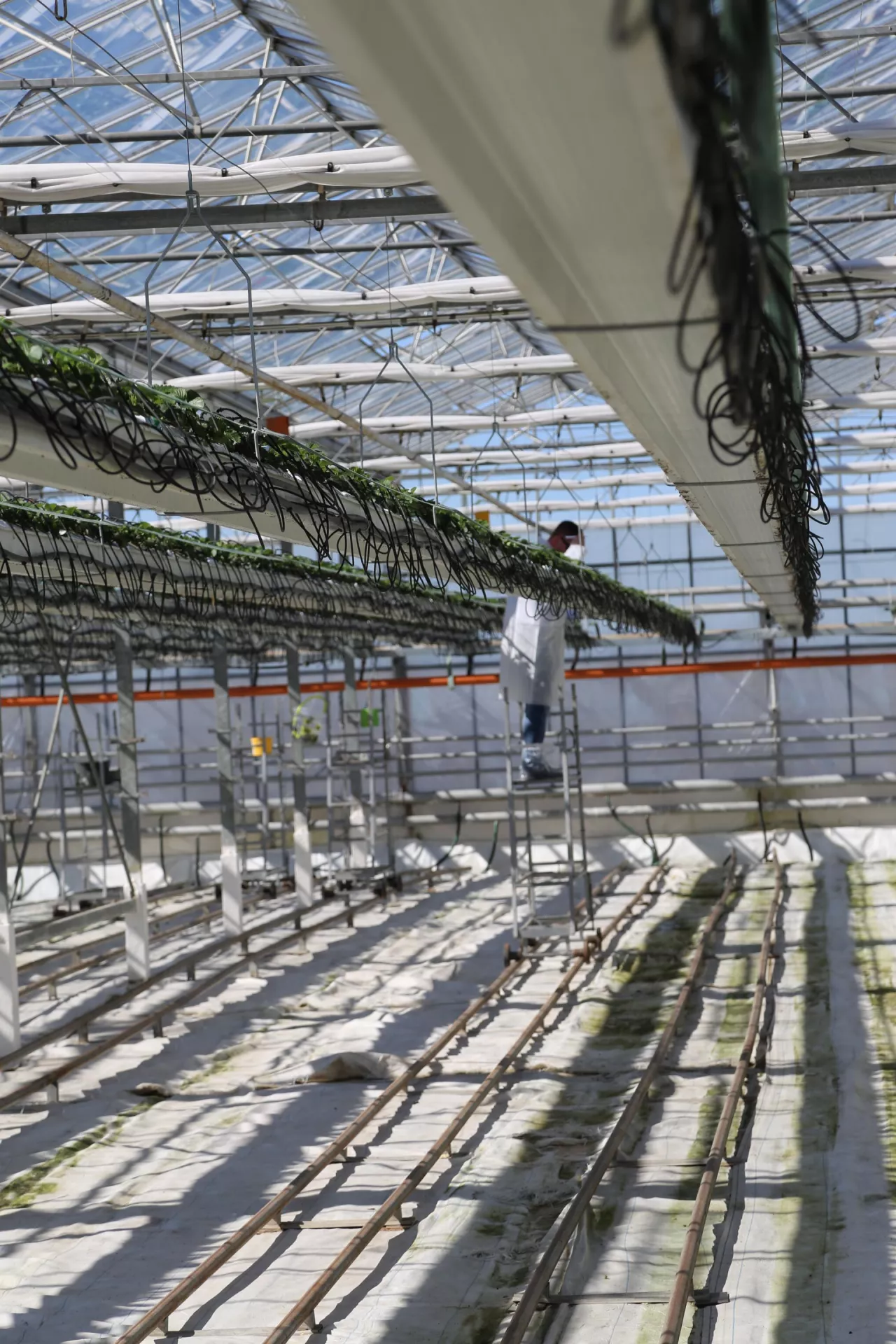 Doradca z firmy Delphy podczas pracy.