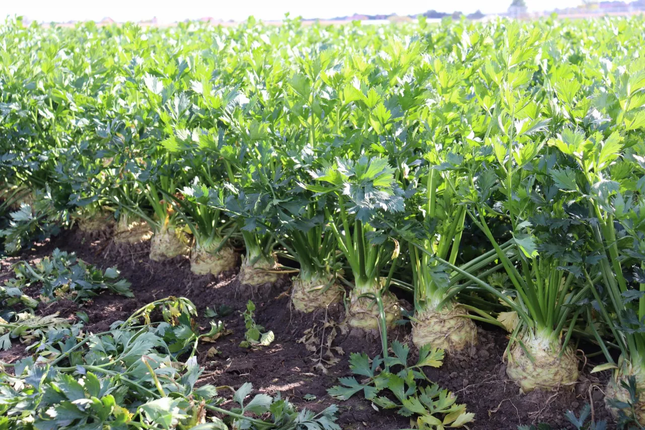 Rozsada była wysadzana w pole 17 maja w zagęszczeniu 65 tys. sztuk/ha. Podczas sadzenia doglebowo dozowany był preparat Belem 0,8 MG. Do ochrony fungicydowej zastosowano: Amistar 250 SC, Scorpion 325 SC i Kier 450 SC. Plantacja była nawadniana czterokrotnie za pomocą deszczowni szpulowej.