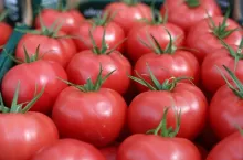 szklarnia_bracie_Chrzan-pomidor-malinowy (5)