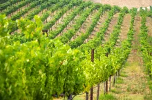 Kontrole PIORiN winnice Polska