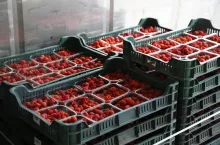 Zebrane owoce w jak najkrótszym czasie trafiają do chłodni.