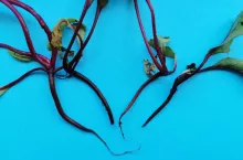 Objawy zgorzeli siewek buraka ćwikłowego.