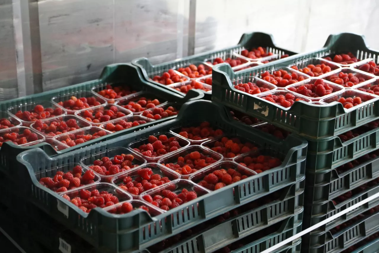 Zebrane owoce w jak najkrótszym czasie trafiają do chłodni.