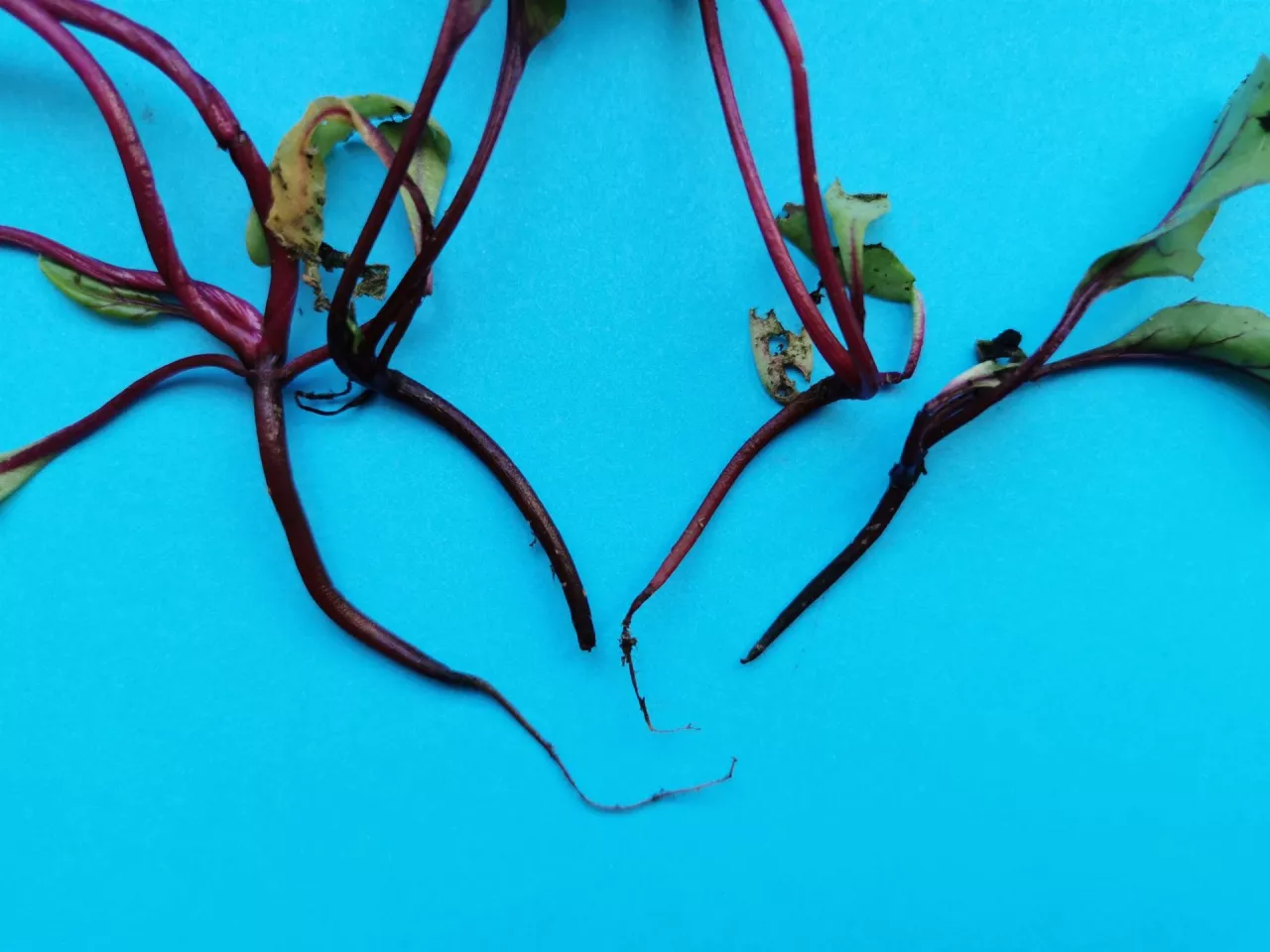 Objawy zgorzeli siewek buraka ćwikłowego.