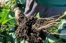 System korzeniowy nie jest porażony.