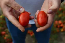 Po lewej owoc traktowany produktem Barrier Si-Ca bez odkształceń, po prawej owoce tej samej odmiany bez oprysku Barrierem.