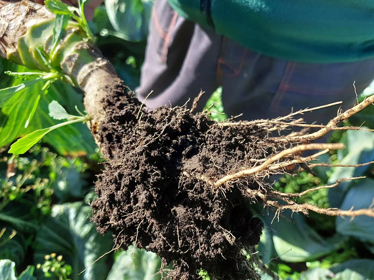 System korzeniowy nie jest porażony.