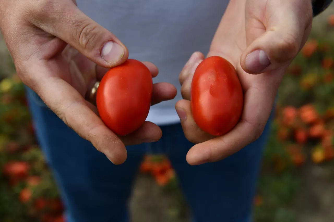 Po lewej owoc traktowany produktem Barrier Si-Ca bez odkształceń, po prawej owoce tej samej odmiany bez oprysku Barrierem.