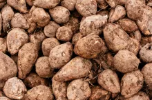 KGS Ceny za buraki nadwyżkowe