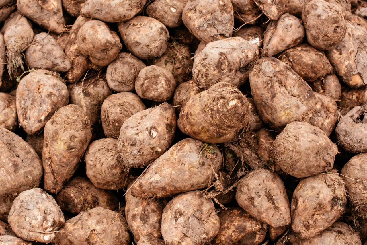 KGS Ceny za buraki nadwyżkowe