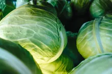 Zbiory i ceny kapusty białej 2022