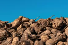 Buraki cukrowe składowanie na pryzmie