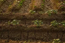 dlaczego należy wapnować pole